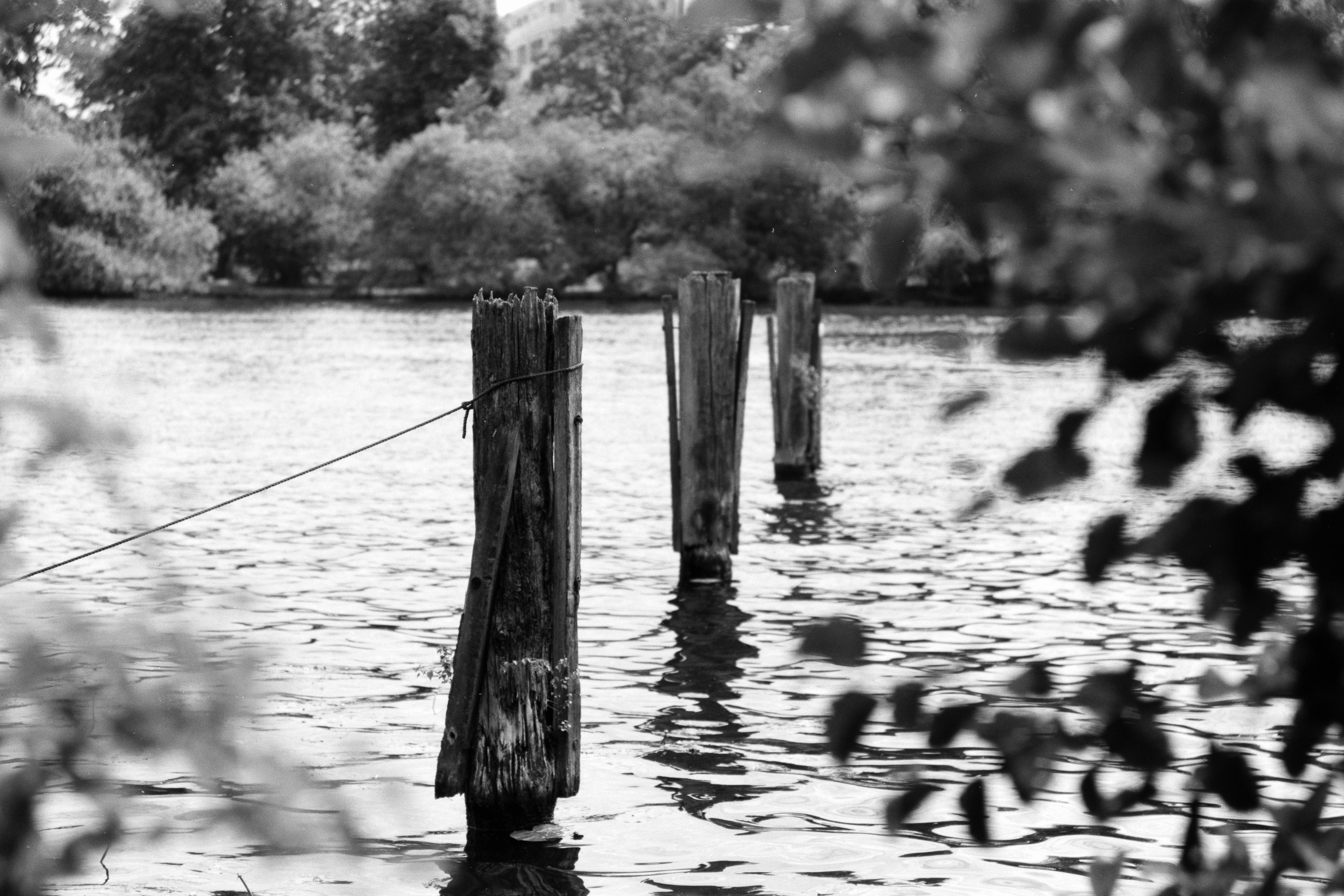Three poles in a river, framed by leaves in the forground.